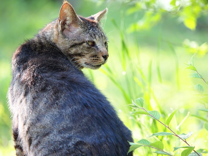 鋭い視線で振り返る猫