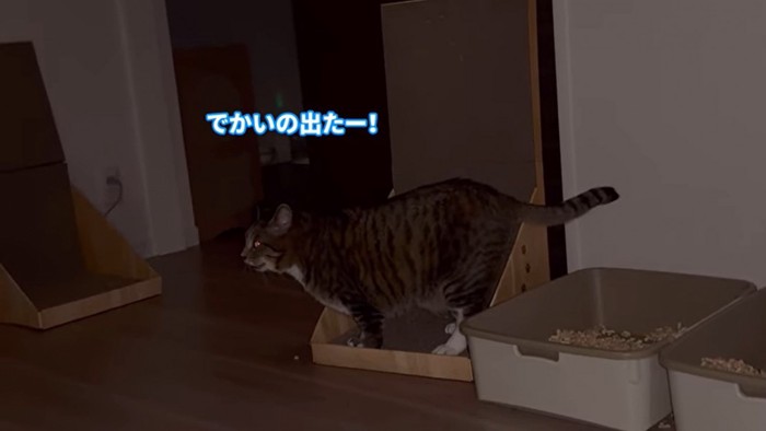 猫砂じゃらじゃらはほたての仕業