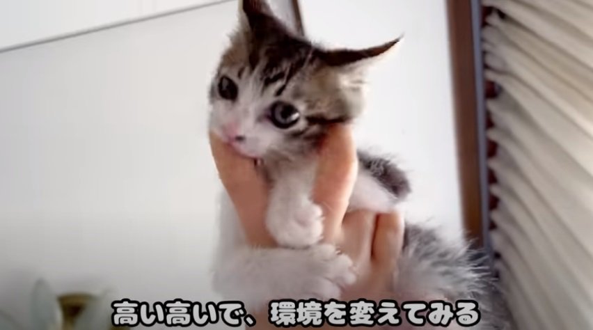 高い高いされる子猫