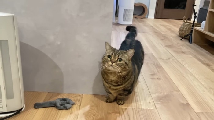 見上げるメルくん