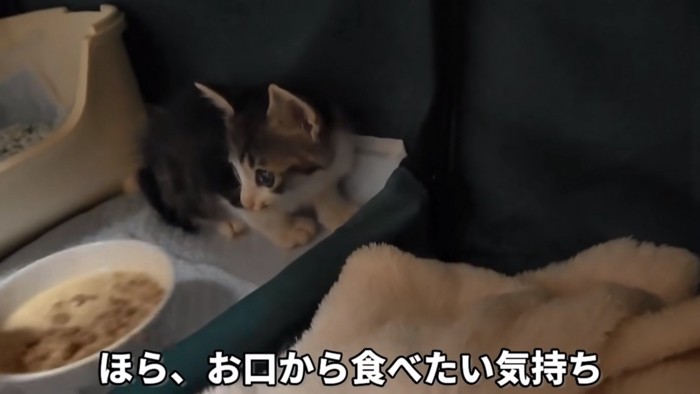 ご飯の方を見る子猫