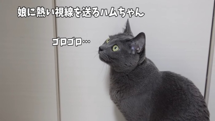 のどを鳴らす猫