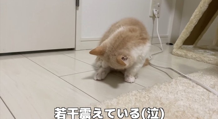 毛繕いする猫