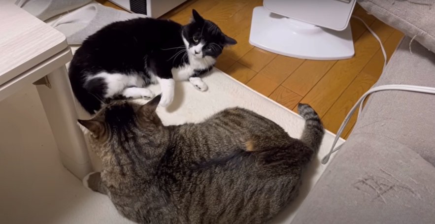 白黒猫とキジ白猫