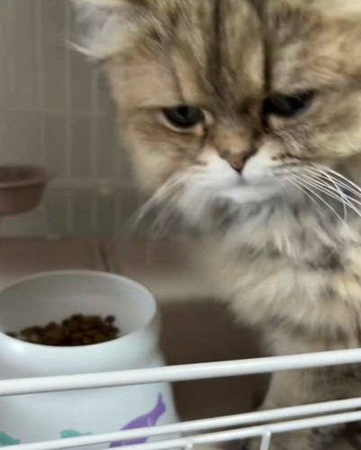 振り向く猫