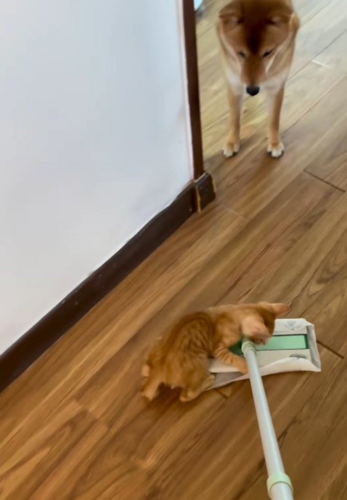掃除道具のヘッド部分に乗る子猫