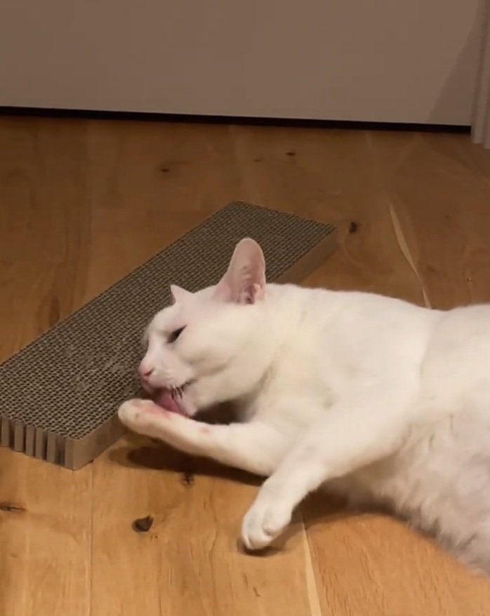 舐める猫