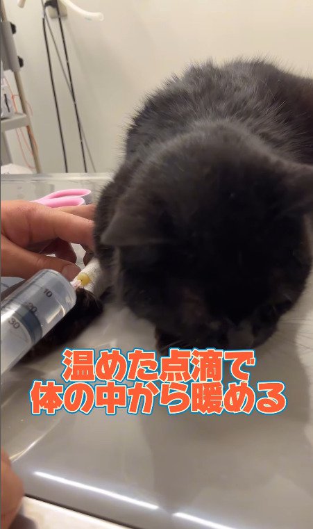 体内に温めた点滴を受ける猫