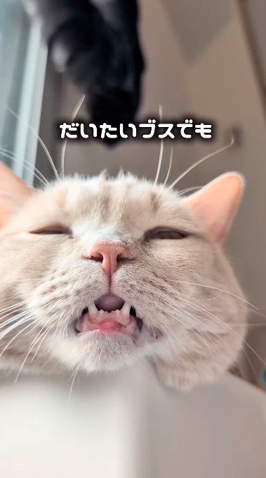 下から撮影された口が半開きの猫
