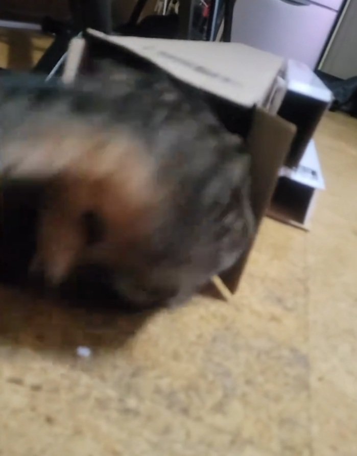 お尻を出す猫
