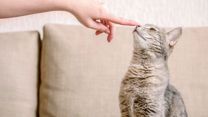 鼻を触られる猫