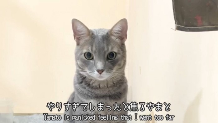 驚いた表情の猫