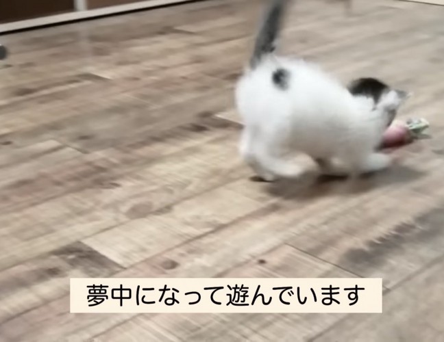 夢中になって遊ぶきゅっきゅちゃん