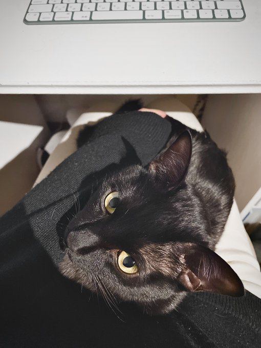室内にいる猫
