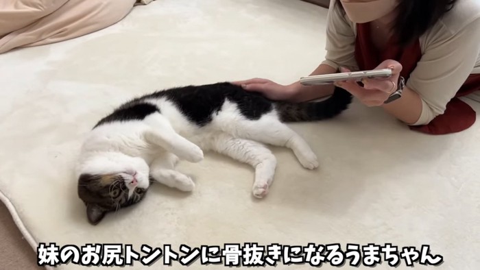 お尻をなでられる猫