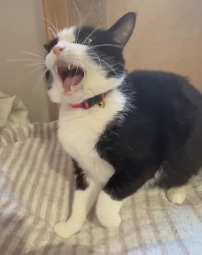 鳴く猫