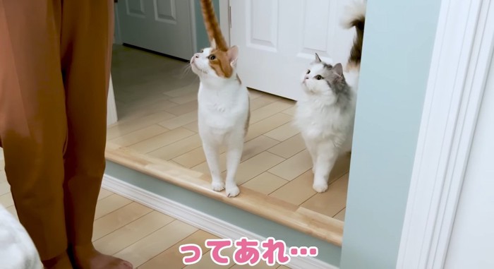 見上げる猫