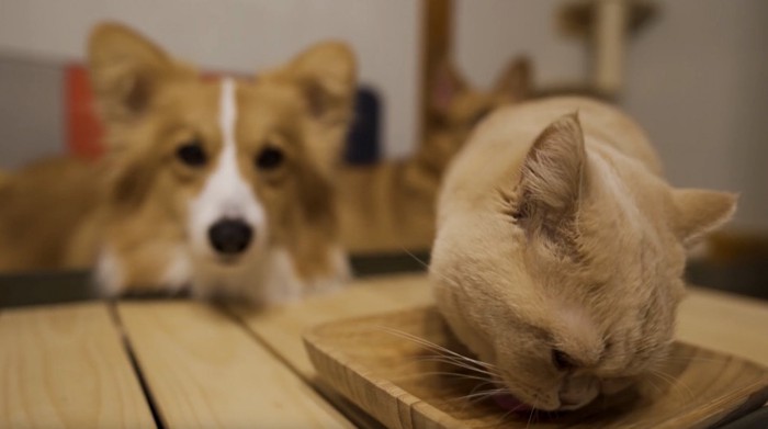 チュールを食べる猫を見つめる犬