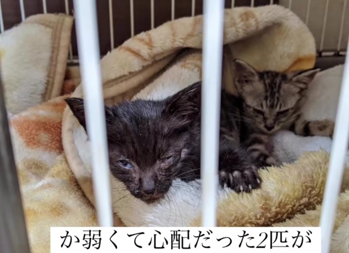 ケージの中の2匹の子猫