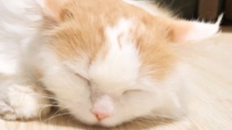 猫とウサギ