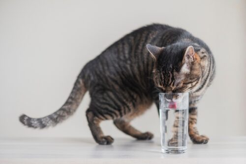 コップから水を飲む猫