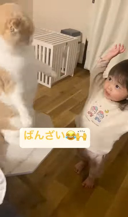 立ち上がる猫を見つめる娘さん