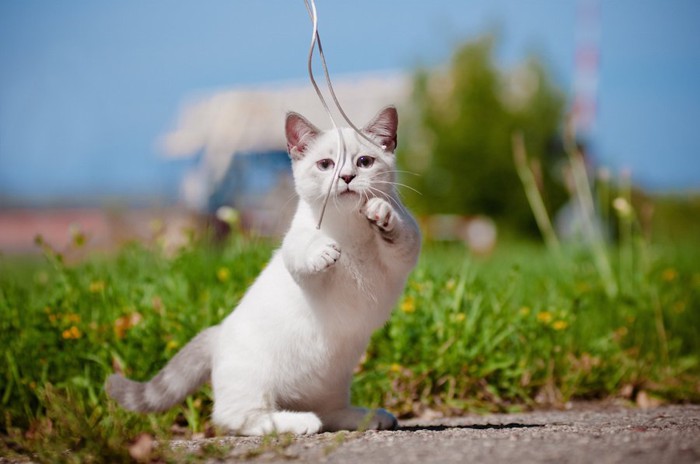 屋外でヒモで遊ぶマンチカンの子猫