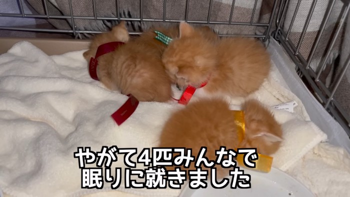 寝ている4匹の子猫