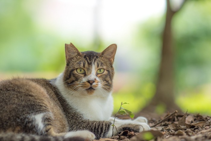 落ち葉の上で休むさくら猫