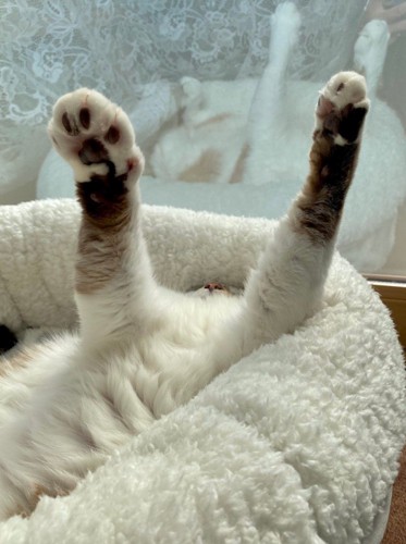 両手を上げた猫2