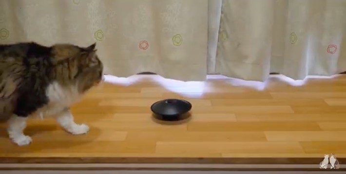 ルンルンで近づく猫