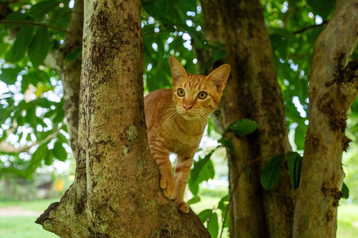 木に登る猫