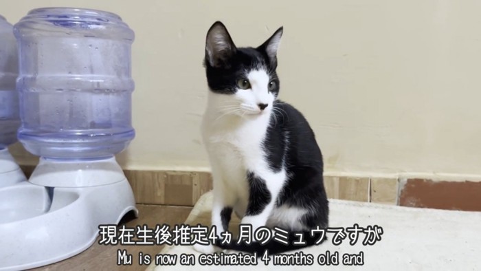 座っている子猫