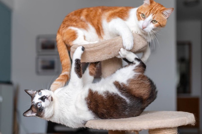 二匹の猫