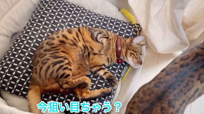 寝転がる猫