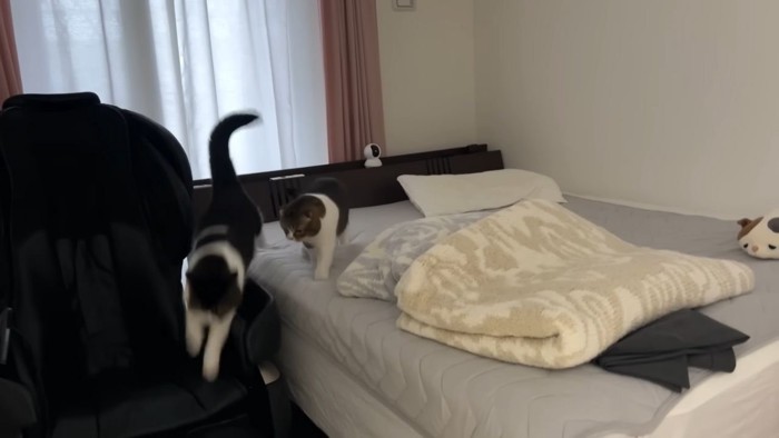 逃げる猫と追う猫