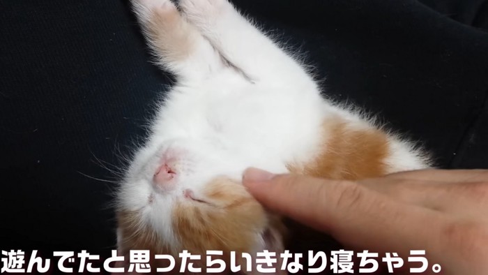 寝ている子猫