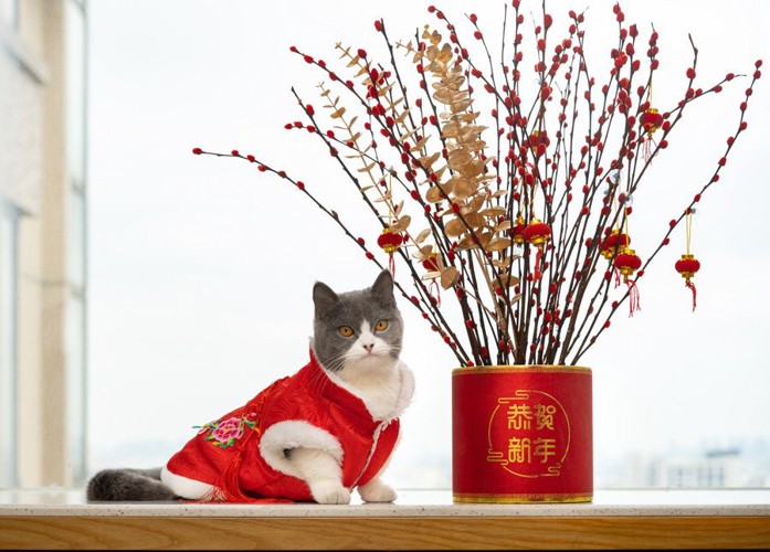 春節の衣装を着た猫