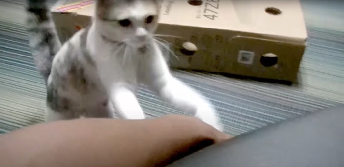 飼い主さんにパンチするネコ吉ちゃん