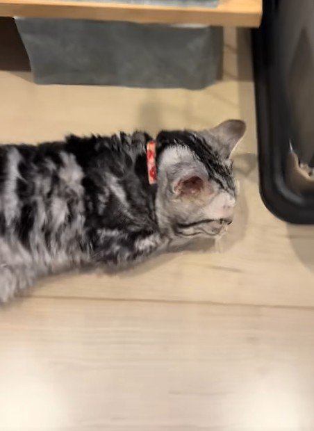 立ち上がる猫
