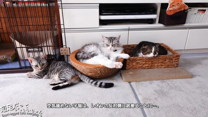 並ぶ3匹の猫