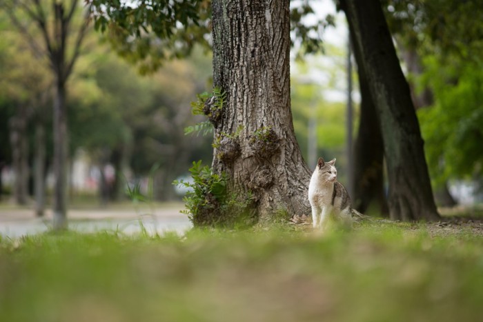 木のそばの猫