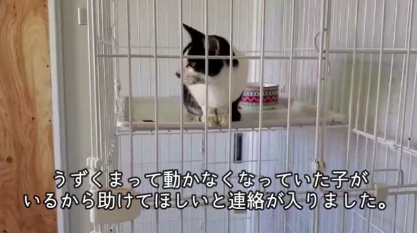 動けなくなった猫