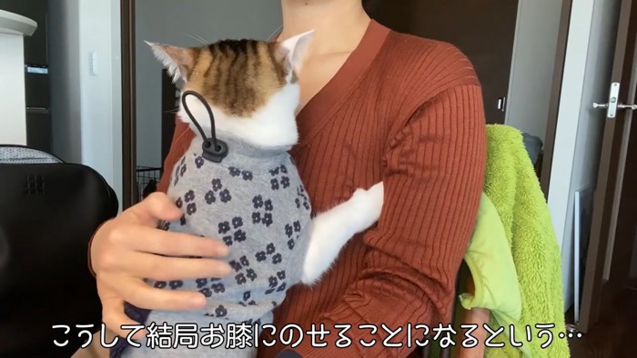 膝の上に乗る猫の後ろ姿