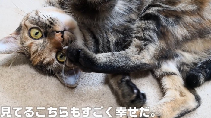 寝転がる猫