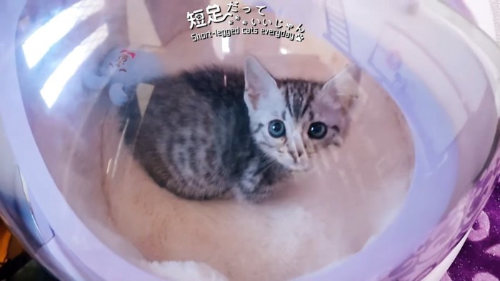 キャリーの中にいる子猫