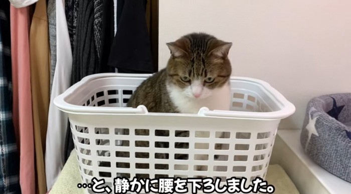 カゴの中の猫