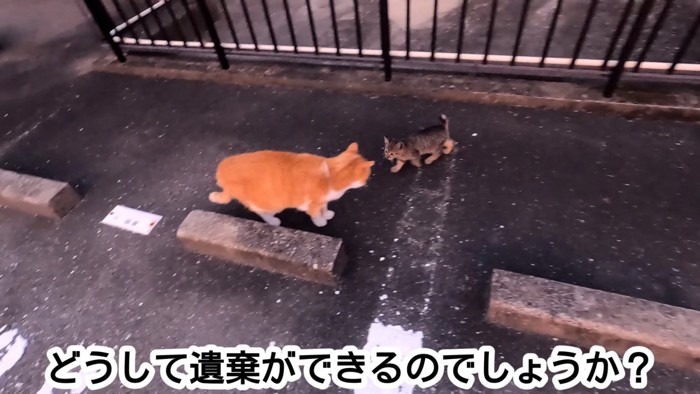 茶トラと一緒にいる子猫