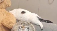 ソファで寝ている猫