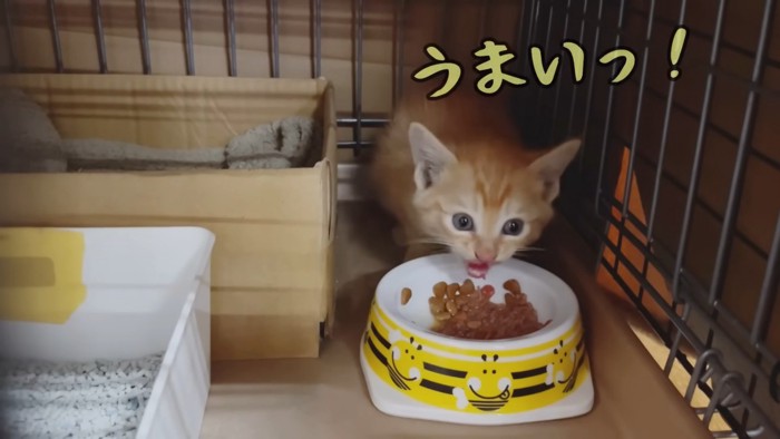 ごはんを食べる子猫